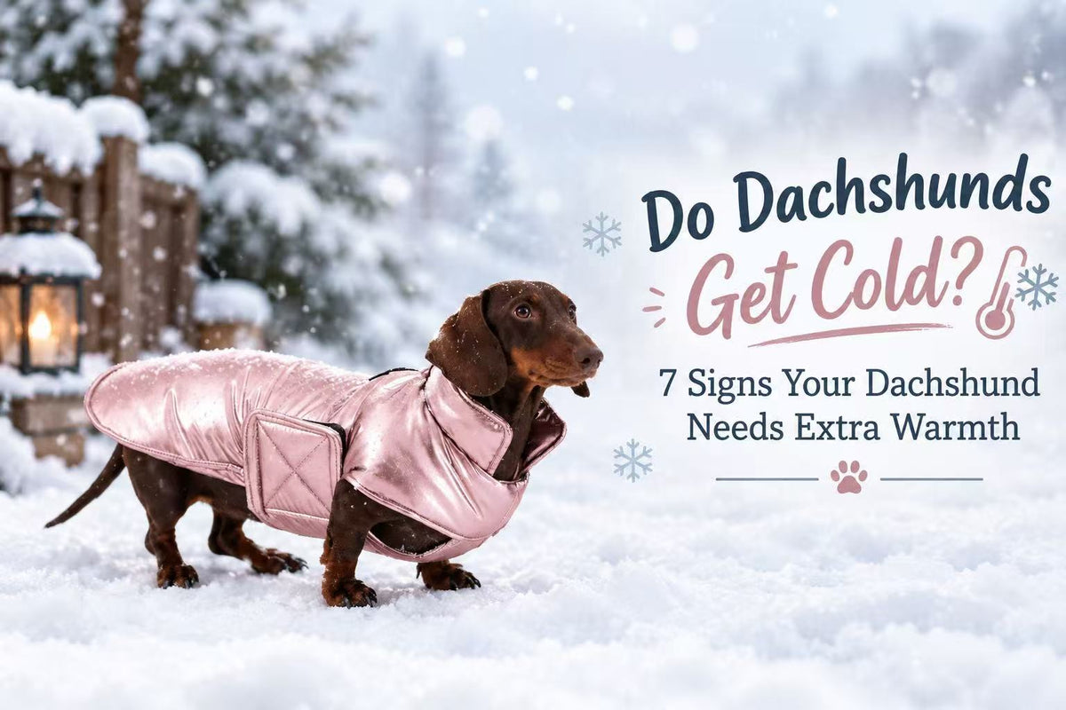 Blog cover: Dachshund wearing warm coat in snow, guide about signs dachshunds get cold
