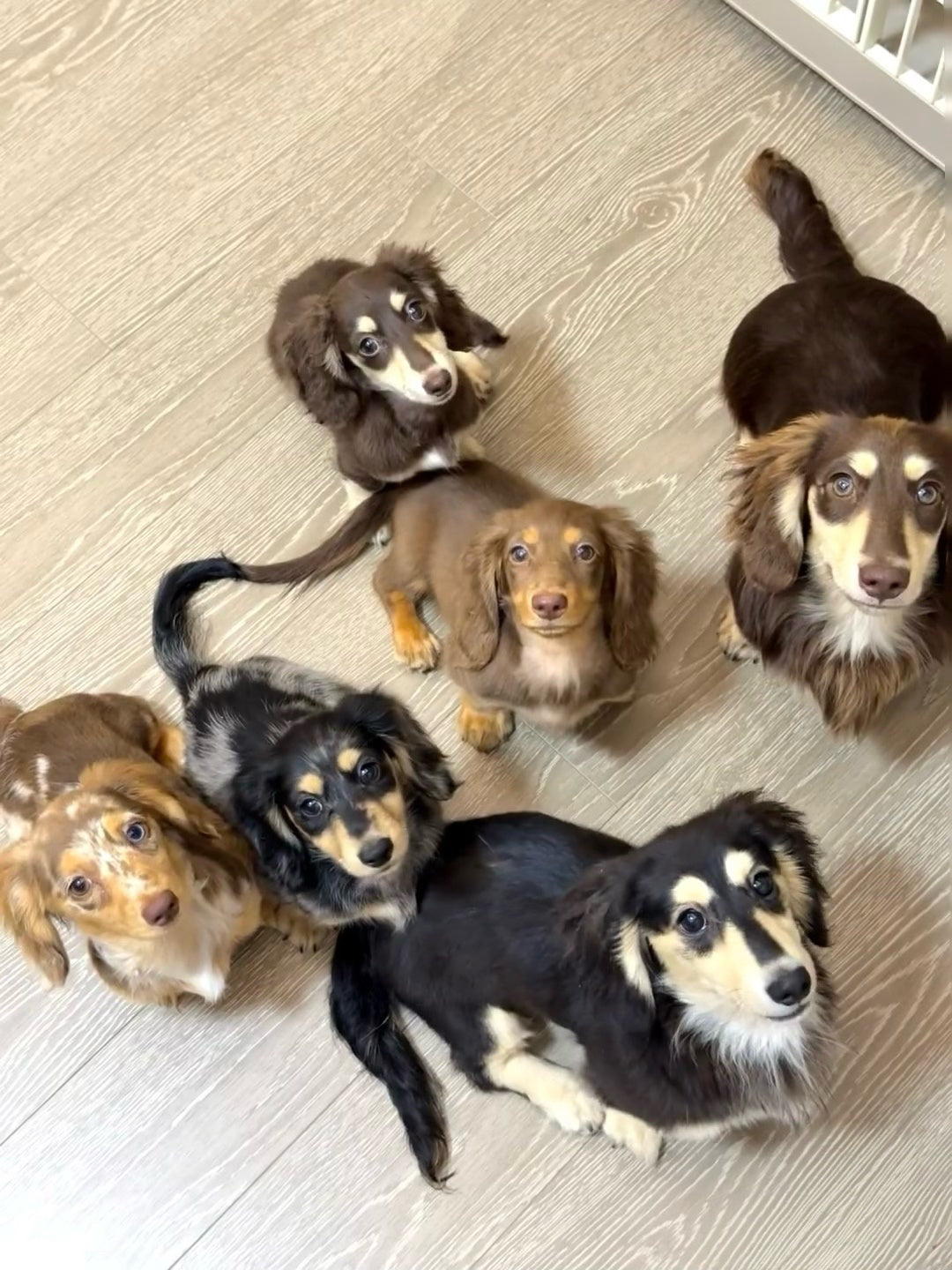 How to Measure Your Dachshund’s Neck, Chest and Back Length For Perfect-Fit Apparel