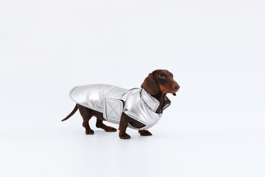 Silver winter coat for long-back dachshund
