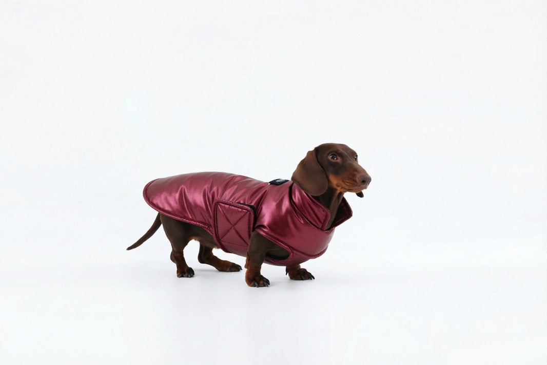 Wine Dachshund Coat|Long Back Dog Coat