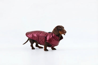 Silver Dachshund Coat|Long Back Dog Coat
