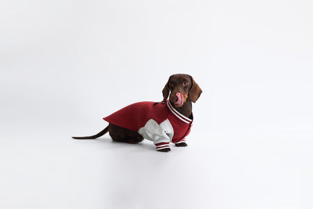 Burgundy Dachshund Sweatshirt|Long Back Dog Sweatshirt