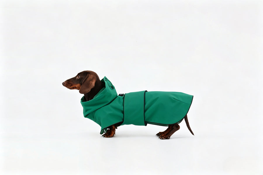 Green waterproof raincoat for long-back dachshund