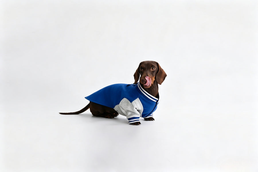 Navy color-block premium cotton hoodie for long-back dachshund