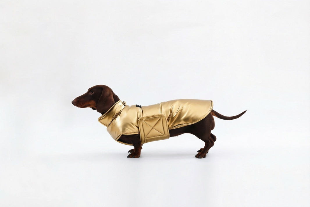 Brown dachshund in gold coat - full side view