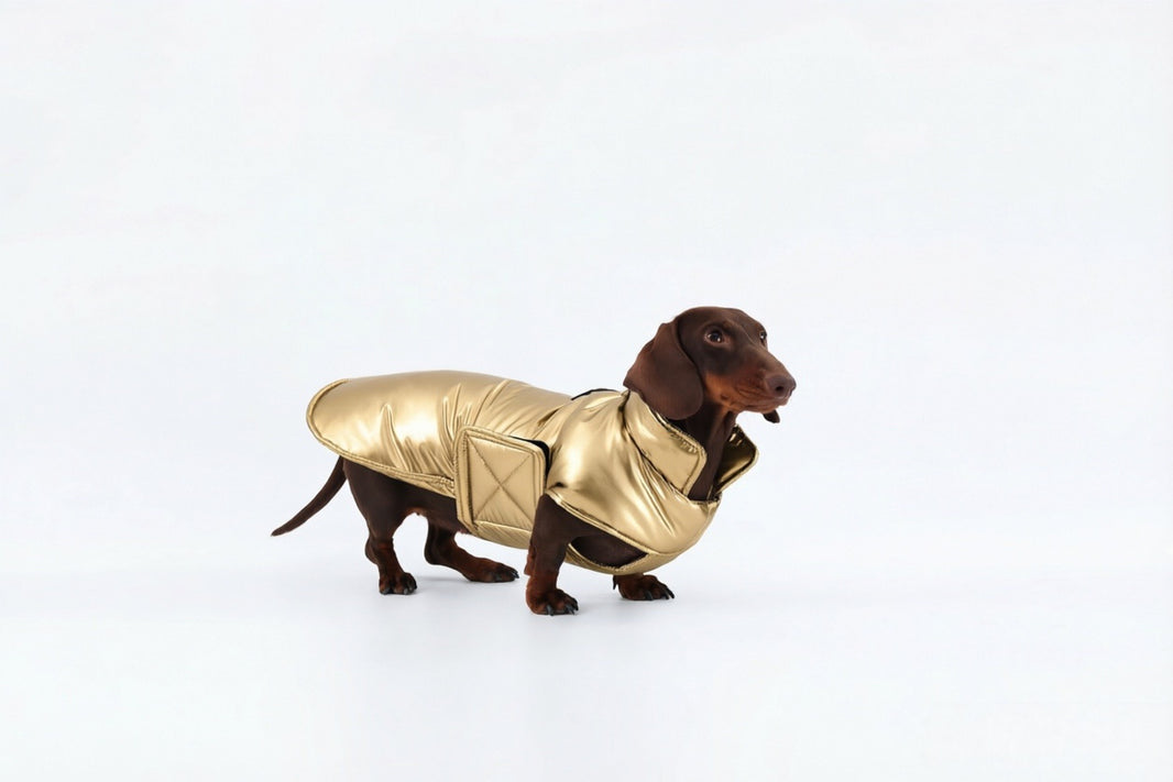 Golden Dachshund Coat|Long Back Dog Coat