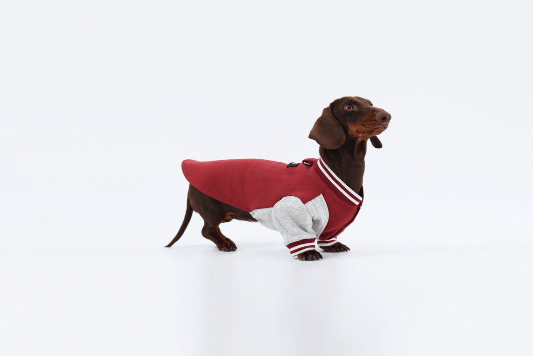 Burgundy Dachshund Sweatshirt|Long Back Dog Sweatshirt