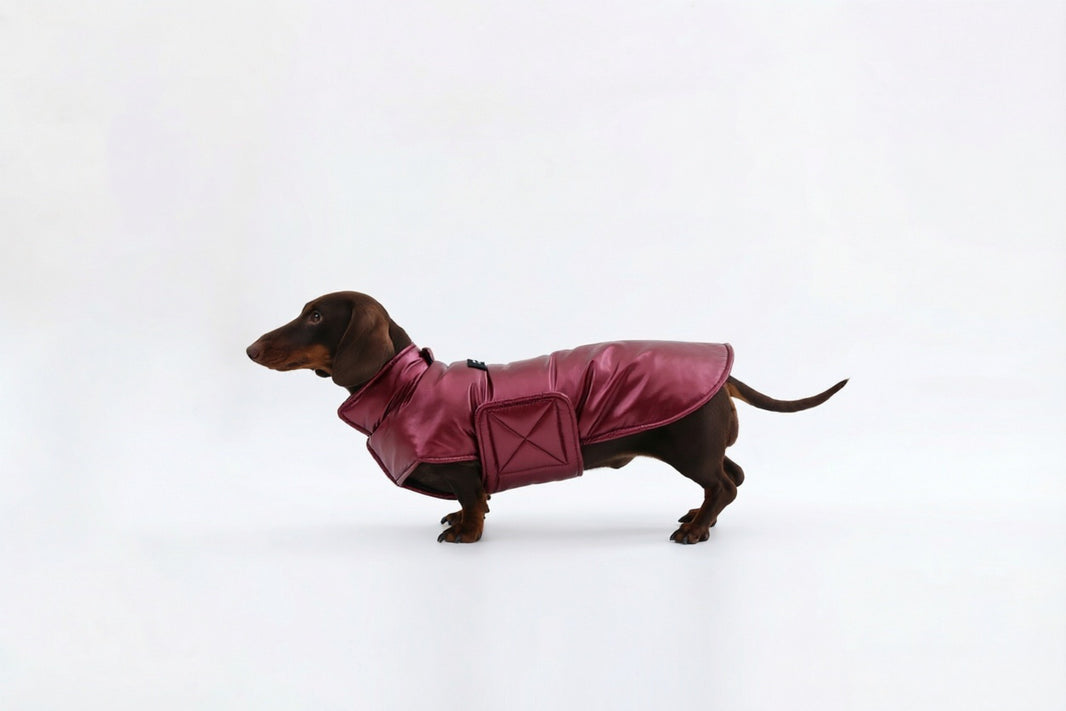 Wine Dachshund Coat|Long Back Dog Coat