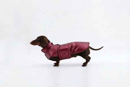 Wine Dachshund Coat|Long Back Dog Coat